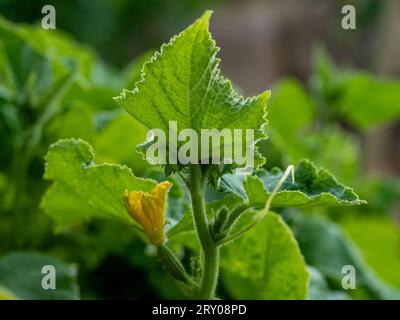 Fleur jaune, feuilles vert éclatant et vrilles de concombres poussant dans un potager australien Banque D'Images