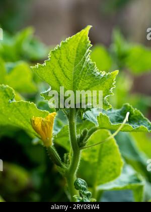 Fleur jaune, feuilles vert éclatant et vrilles de concombres poussant dans un potager australien Banque D'Images