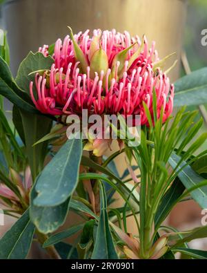 Fleur de Waratah rose en fleur colorée, Australie Banque D'Images