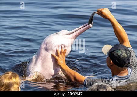 Manaus, Brésil - 08-29-2023 : attraction touristique nourrissant les dauphins de rivière et nageant avec eux en gros plan Banque D'Images