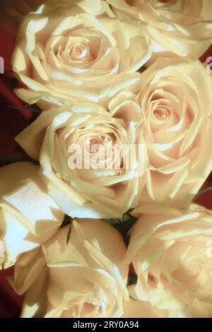 Roses blanches douces de mise au point Banque D'Images