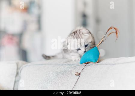 Beau chaton joue avec jouet pour animaux de compagnie. Chat britannique shorthair s'amusant sur le canapé. Banque D'Images