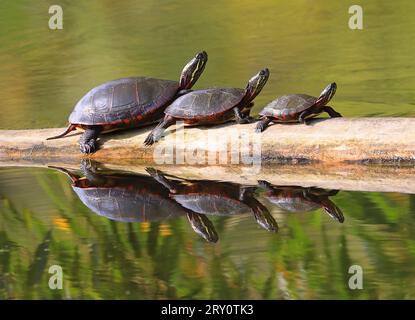 Tortues peintes (Chrysemys picta marginata) avec leur reflet dans l'eau, Canada Banque D'Images