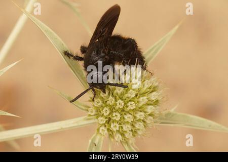 Gros plan sur une guêpe inoffensive de la méditerranée scollide , Scolia hirta sur eryngo de champ, Eryngium campestre Banque D'Images