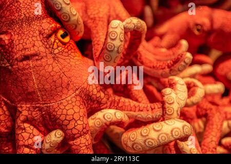 Poulpes en peluche à la boutique de cadeaux de l'Aquarium de Géorgie à Atlanta, Géorgie. (ÉTATS-UNIS) Banque D'Images