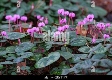 Coum de cyclamen, pain de soja oriental, tubéreux, violette persane, cyclamen oriental, cyclamen à feuilles rondes, feuilles en forme de coeur, fleurs roses en forme de coquille Banque D'Images