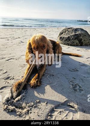 Hund spielt in der Höhe Schweinswal Beobachtungsplatz in Hörnum auf Sylt 27.09.23 : Strand in Höhe vom Schweinswal Beobachtungsplatz Nähe der Tetrapoden im Süden von Sylt an der Hörnumer Odde. Hund Cocker Spaniel spielt am Sylter Strand. Hörnum / Sylt Odde Schleswig Holstein Deutschland *** chien jouant dans la hauteur marsouin lieu d'observation à Hörnum sur la plage Sylt 27 09 23 dans la hauteur du lieu d'observation de marsouin près des tétrapodes dans le sud de Sylt au Hörnumer Odde chien Cocker Spaniel jouant au Sylt Beach Hörnum Sylt Odde Schleswig Holstein Allemagne IMG-20230927-WA0021 Banque D'Images