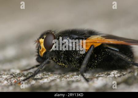 Gros plan détaillé sur une mouche orange noire du midi, Mesembrina meridiana, assise sur un tronc d'arbre gris Banque D'Images