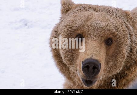 Portrait rapproché du jeune ours brun eurasien (Ursus arctos arctos) regardant à la caméra dans un abri d'ours sauvage en Géorgie. Photo de haute qualité Banque D'Images