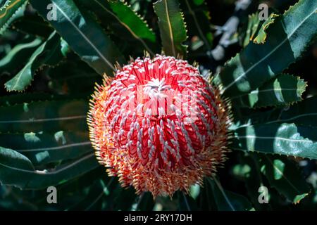 Fleurs sauvages indigènes de Banksia menziesii (Banksia de bois de feu) dans le parc national de Lesueur, WA, Australie Banque D'Images