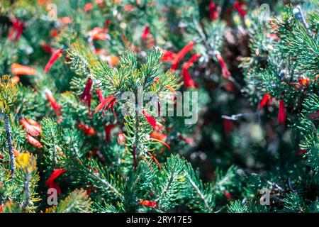Fleur sauvage indigène de Calothamnus quadrifidus (Common Net Bush) dans le parc national de Lesueur, WA, Australie Banque D'Images