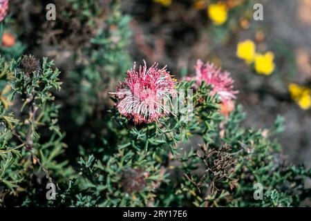 Fleur sauvage indigène Isopogon dubius (pincushion coneflower) dans le parc national de Lesueur, WA, Australie Banque D'Images