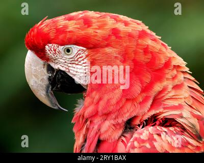 Portrait de profil green-winged macaw (Ara chloroptera ou chloropterus) Banque D'Images