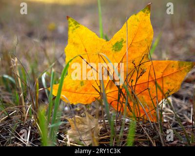 Belle feuille d'érable d'automne orange et verte ressemblant à une étoile tombée de l'arbre et collée sur la côte dans l'herbe sèche. Fond d'automne doré. Banque D'Images