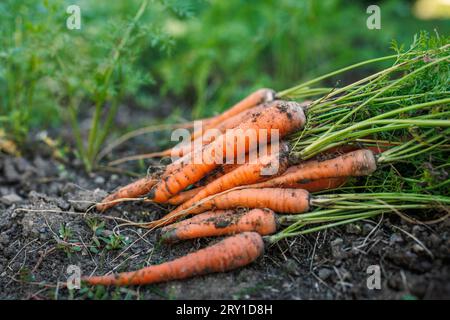 Carottes fraîchement récoltées du potager biologique Banque D'Images