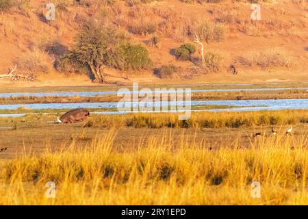 Photo téléobjectif d'un hippopotame, Hippotame amphibius, paissant sur les rives de la rivière Chobe, Parc National de Chobe, Botswana. Banque D'Images