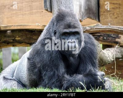 Gros plan gorille mâle (Gorilla gorilla) couché sur l'herbe Banque D'Images