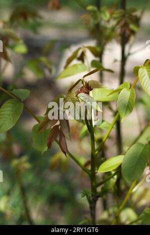 branches de noyer au printemps, un gros plan Banque D'Images