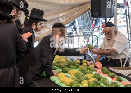 Jérusalem, Israël. 28 septembre 2023. Les religieux juifs inspectent méticuleusement un etrog, le fruit d'un citronnier et l'une des «quatre espèces» comme ordonné dans Lévitique 23:40, près du marché Shuk Mahane Yehuda. Toute légère imperfection invalide le fruit. Les préparatifs sont en cours pour Soukcot, la fête juive des Tabernacles. Crédit : NIR Alon/Alamy Live News. Banque D'Images