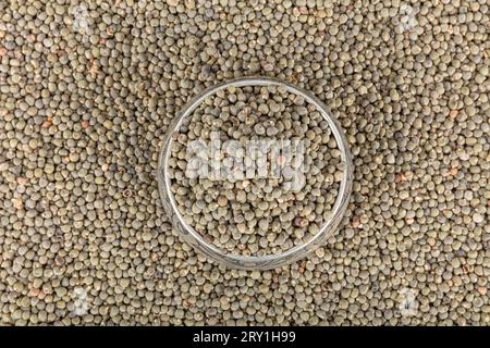 Graines de gombo, grande quantité de graines de gombo bio. Détail des graines de gombo séchées. Ambrette Seed Background (Abelmoschus moschatus). Banque D'Images