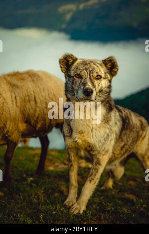 Un chien de berger debout près des moutons... Banque D'Images