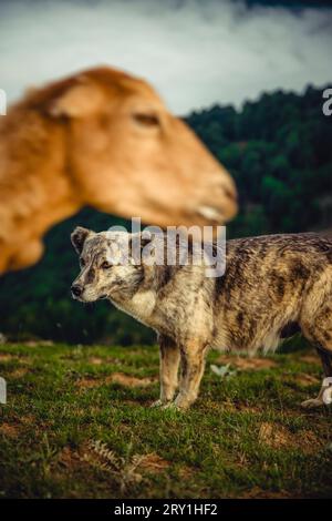 Un chien de berger debout près des moutons... Banque D'Images