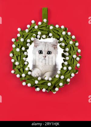 Adorable chaton de chat britannique Shorthair ombragé argenté, assis avec la tête à travers la colère verte de noël. Regarder vers la caméra. Isolé sur un rouge fixe Banque D'Images