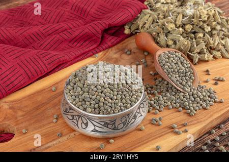 Graines de gombo, grande quantité de graines de gombo bio. Détail des graines de gombo séchées. Ambrette Seed Background (Abelmoschus moschatus). Banque D'Images