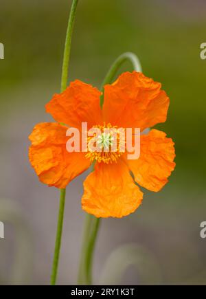 Fleur du coquelicot de l'Atlas. Gros plan de plantes à fleurs. Papaver atlanticum. Banque D'Images