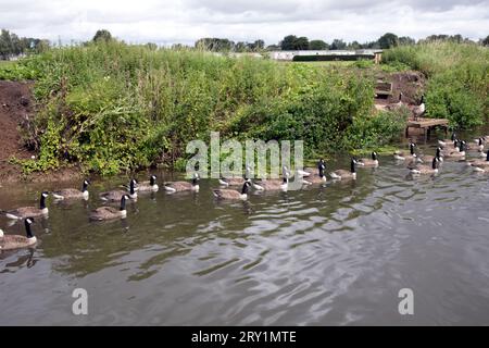 Troupeau d'oies du Canada non indigènes Branta canadensis sur la rivière Avon près d'Evesham UK Banque D'Images