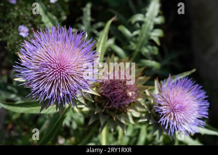 Têtes d'artichaut avec fleur violette en fleur. Cynara cardunculus. Concentrez-vous sur la gauche Banque D'Images