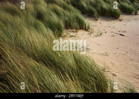 France, la Bernerie-en-Retz, 44, dune, lee grass. Banque D'Images