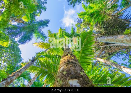 Jardins de la Balata à fort-de-France, Martinique. Jardins exotiques des Antilles françaises. Banque D'Images