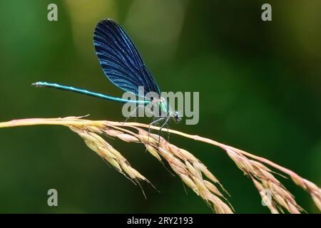 Fausse herbe d'avoine (Arrhenatherum elatius) avec libellule belle Demoiselle (Calopteryx virgo) Banque D'Images