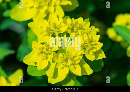 Une pousse de coussin (Euphorbia epithymoides) Banque D'Images