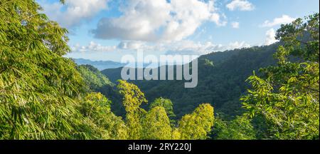 Jardins de la Balata à fort-de-France, Martinique. Jardins exotiques des Antilles françaises. Banque D'Images