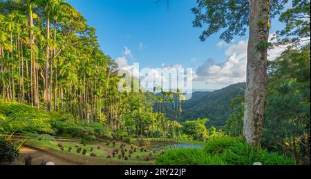 Jardins de la Balata à fort-de-France, Martinique. Jardins exotiques des Antilles françaises. Banque D'Images