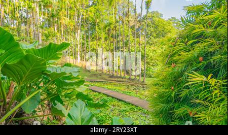 Jardins de la Balata à fort-de-France, Martinique. Jardins exotiques des Antilles françaises. Banque D'Images