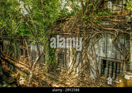 Des racines géantes enveloppent des ruines non excavées à Beng Mealea, province de Siem Reap, Cambodge. © Kraig Lieb Banque D'Images