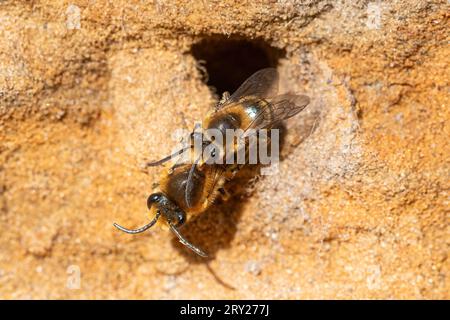 Colonie d'abeilles lierre (Colletes hederae) dans une banque sablonneuse sur une lande dans le Surrey, Angleterre, Royaume-Uni, abeilles lierre autour du trou de nidification Banque D'Images