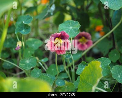 Tropaeolum minus (Nasturtium) 'Ladybird Rose' fleurit dans une bordure de jardin entourée de feuilles de nasturtium et d'autres feuillages Banque D'Images