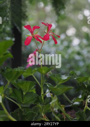 Gros plan de la fleur rouge rose du pelargonium de géranium à feuilles de lierre 'April Hamilton' sur fond de feuillage vert flou dans une serre Banque D'Images