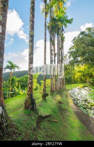 Jardins de la Balata à fort-de-France, Martinique. Jardins exotiques des Antilles françaises. Banque D'Images