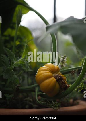 Gros plan d'une petite citrouille « Sweet Lightning » poussant sur une vigne de courge d'hiver vert foncé dans une serre britannique en automne Banque D'Images