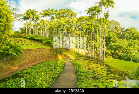 Jardins de la Balata à fort-de-France, Martinique. Jardins exotiques des Antilles françaises. Banque D'Images