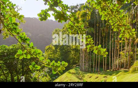 Jardins de la Balata à fort-de-France, Martinique. Jardins exotiques des Antilles françaises. Banque D'Images