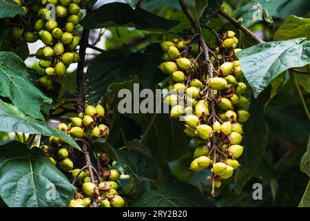 Paulownia tomentosa et ses fruits à la fin de l'été, également appelé arbre d'impératrice ou arbre de Foxglove, à croissance rapide et à grandes feuilles, paulowniaceae Banque D'Images