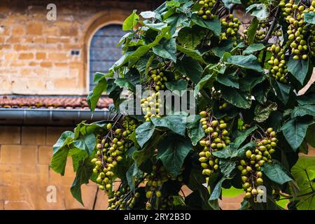 Paulownia tomentosa et ses fruits à la fin de l'été, également appelé arbre d'impératrice ou arbre de Foxglove, à croissance rapide et à grandes feuilles, paulowniaceae Banque D'Images