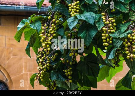 Paulownia tomentosa et ses fruits à la fin de l'été, également appelé arbre d'impératrice ou arbre de Foxglove, à croissance rapide et à grandes feuilles, paulowniaceae Banque D'Images