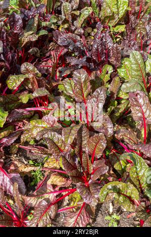 Variété de blettes 'Red Vulcan' poussant dans un potager dans le Hampshire, Angleterre, Royaume-Uni, en septembre Banque D'Images